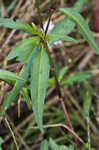 Pennsylvania smartweed